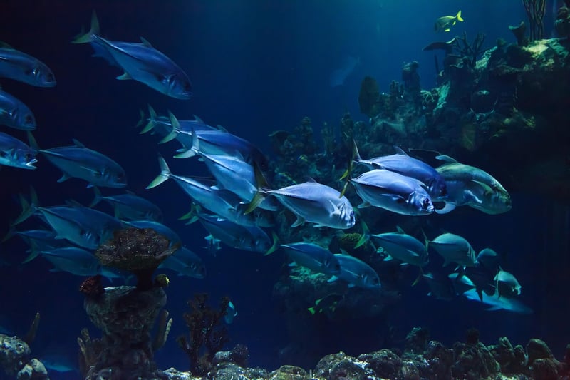 Underwater Realms